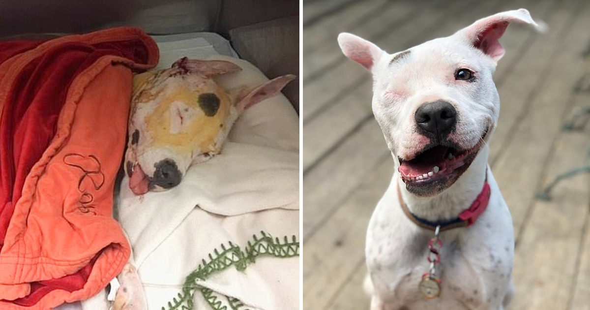 A Journey of Transformation: From Suffering to Joy, the Incredible Story of a One-Eyed Dog